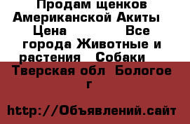 Продам щенков Американской Акиты › Цена ­ 25 000 - Все города Животные и растения » Собаки   . Тверская обл.,Бологое г.